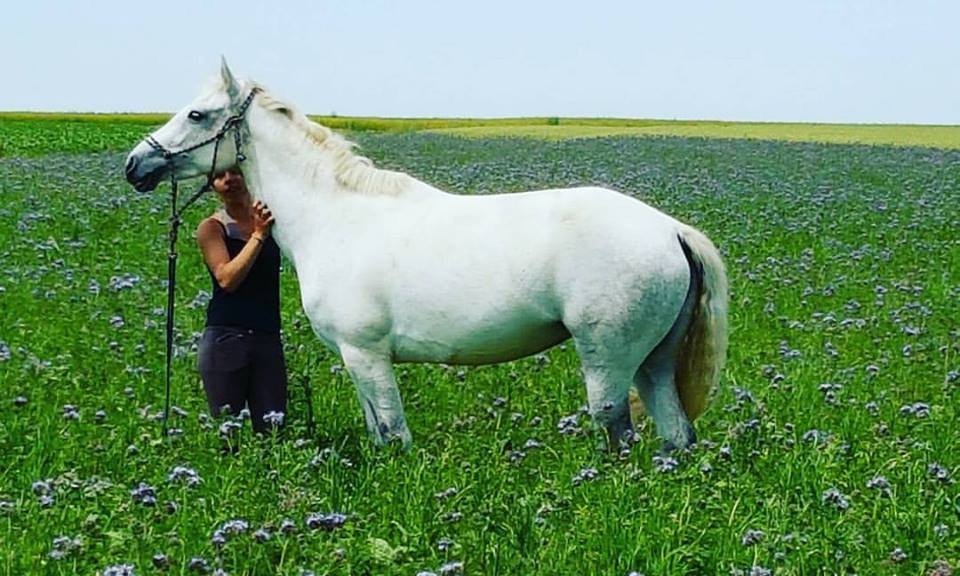 Expérience initiatique avec le cheval