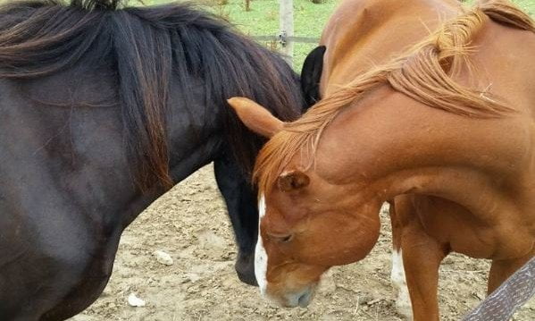 L'agilité Affective - Le Cheval Coach