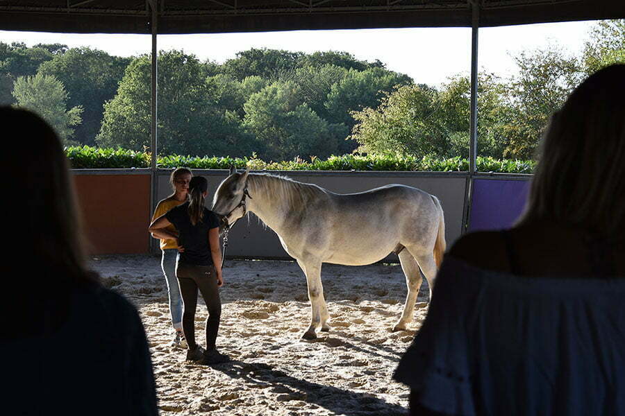 Equicoaching Cheval Coach