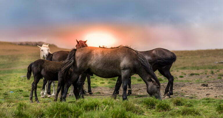 Le cheval, miroir de nos émotions - Le cheval Coach