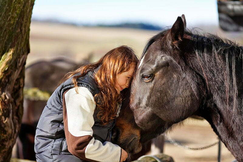 Equicoaching prenez contact avec le cheval