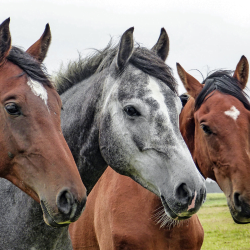 Chevaux Equipower