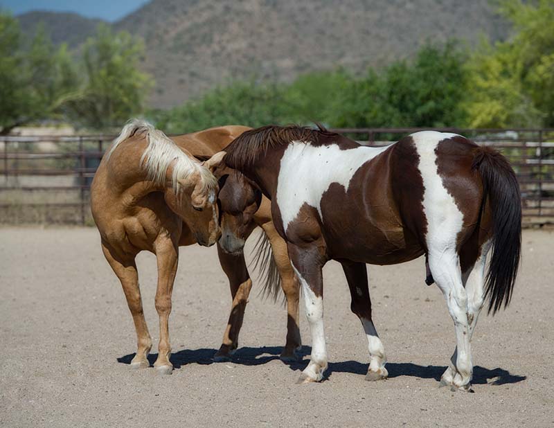 Le cheval Coach