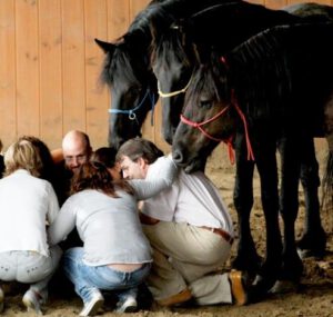 Cohésion Equipe et séminaire Equicoaching