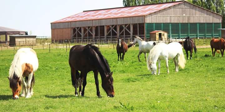 Chevaux le Cheval Coach